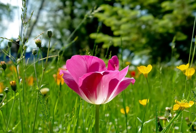 фокус, трава, тюльпан, Розовый, природа, поляна