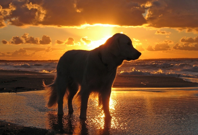 Собака, закат, небо, море, вода