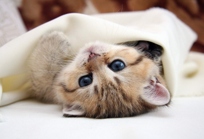 cat, кот, киса, голубые глаза, глаза, лапочка, Кошка
