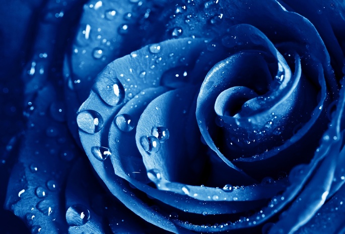 макро, роза, The blue rose, голубая