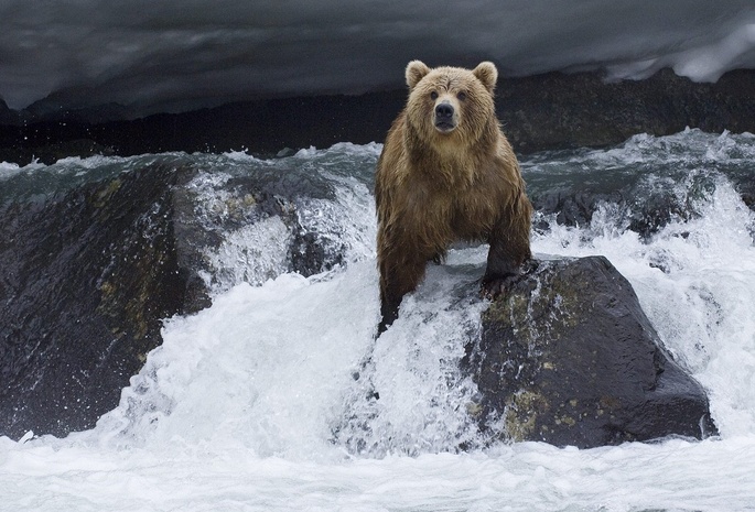 охота, вода, гризли, пасмурно, водопад, Медведь