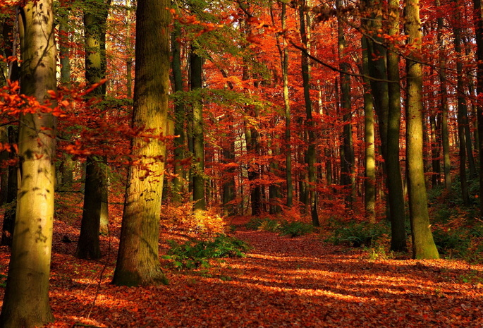 природа, осень, деревья, Лес