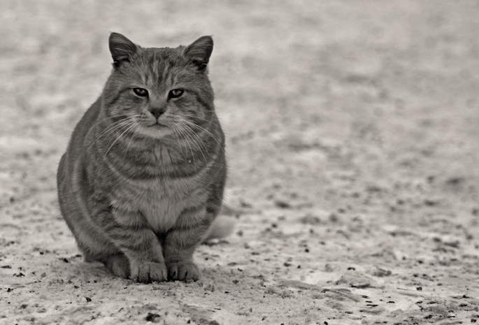 Кот, взгляд, лапы