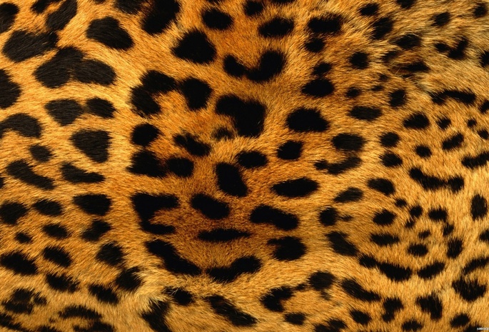 леопард, , Текстура, мех