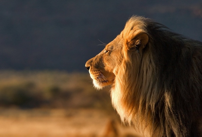 царь зверей, кошка, лев, Большая, хищьник, дикая, самец