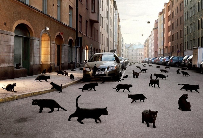чёрные, кошки, машина, Город