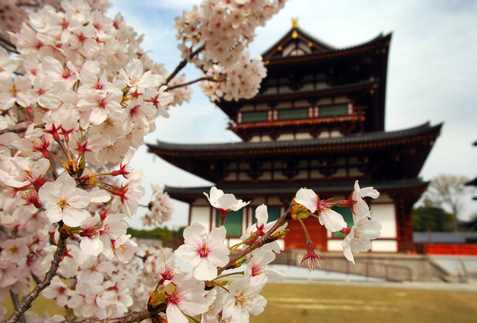 природа, Сакура, дом, япония, пагода, ветви, лепестки, цветы