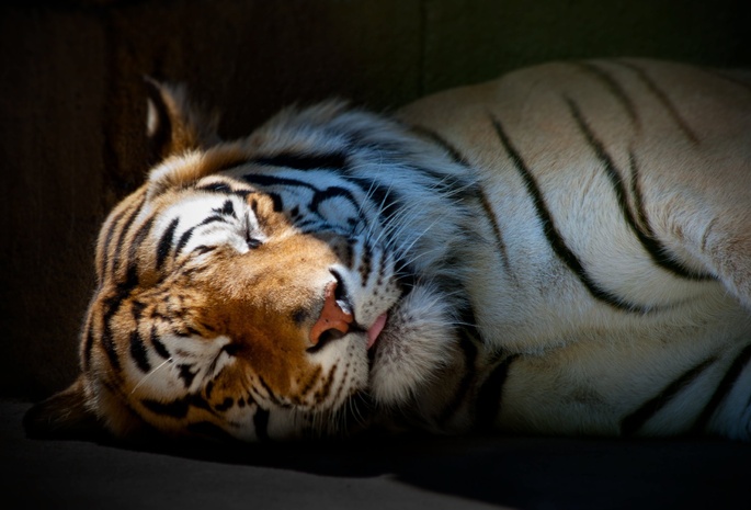 Тигр, обои, спит