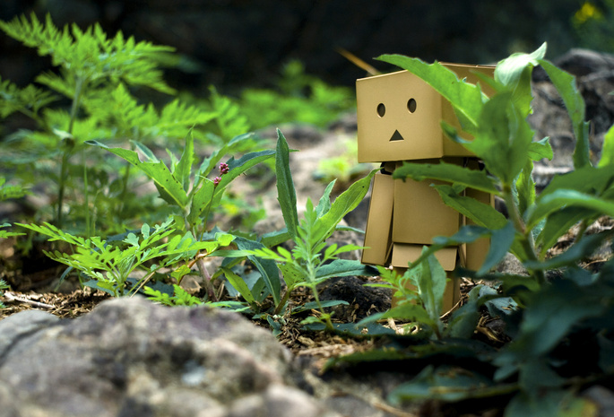 Danbo, камни, коробочка, трава, прогулка