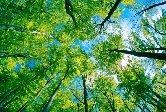 Under the trees, деревья, взгяд снизу, лес, небо