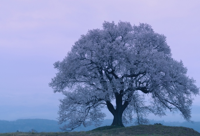 сакура, evening, sakura, япония, Japan, spring, cherry blossoms