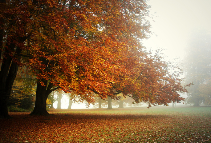 ковёр из листьев, Парк, туман, утро, осень