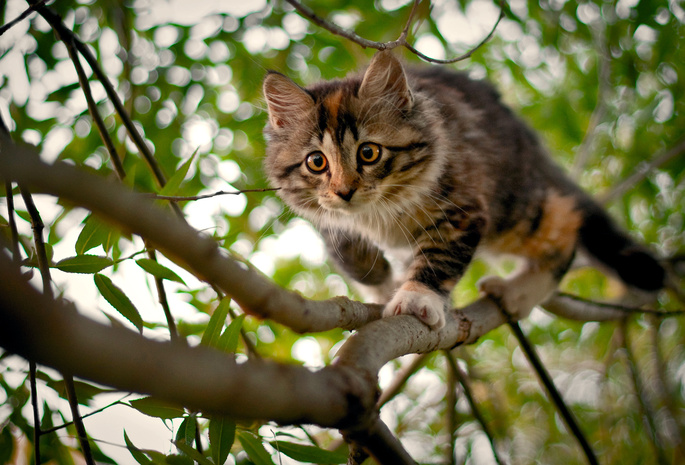 Котенок, дерево, ветки