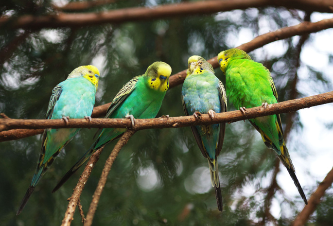 ветки, parrot, попугай, птицы, и, сучок, bird, попугая, Четыре