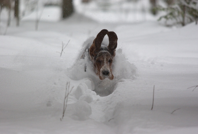 Собака, скорость, уши, полёт, снег