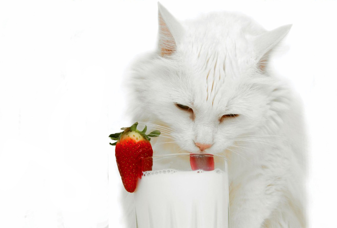 Кошка, белая, клубника, стакан, молоко