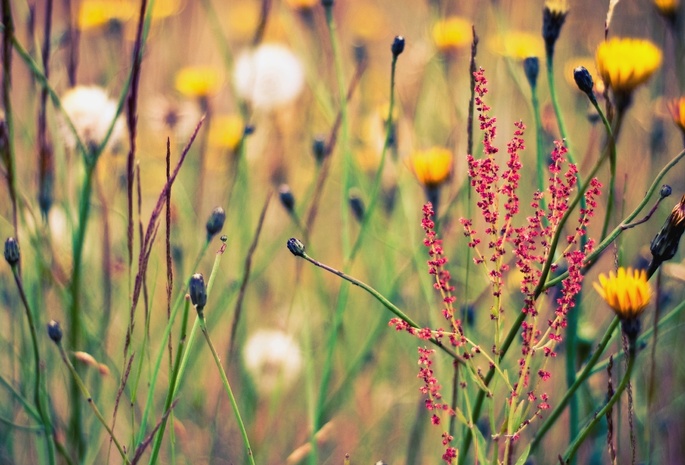 поляна, растения, Лето, цветы, природа, обои, фон, травы