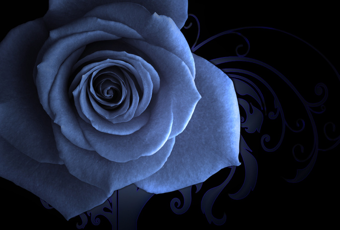 Голубая роза, заставка, узорный фон