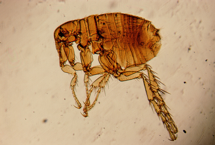 насекомые, под микроскопом, Блоха