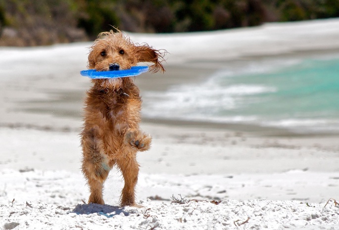 веселье, пляж, игра, Собака