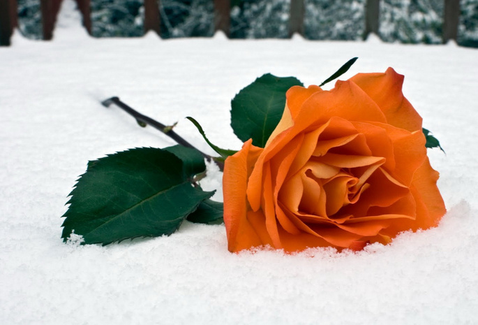 зима, снег, Роза