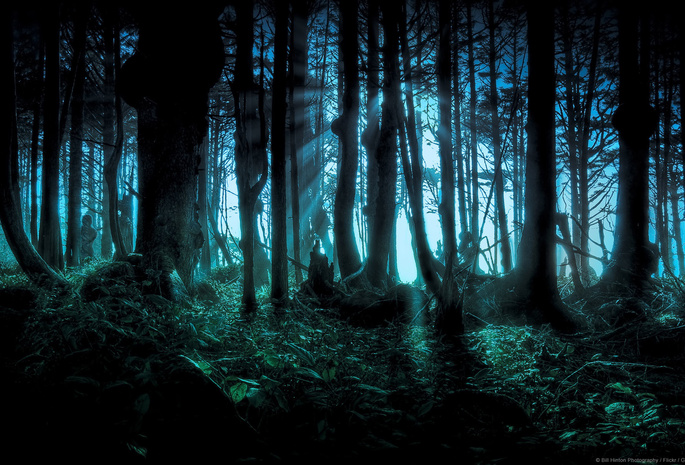 тёмный лес, жудкий лес, Лес