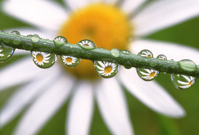 цветы, Daisies in the dewdrops, ромашка, капли