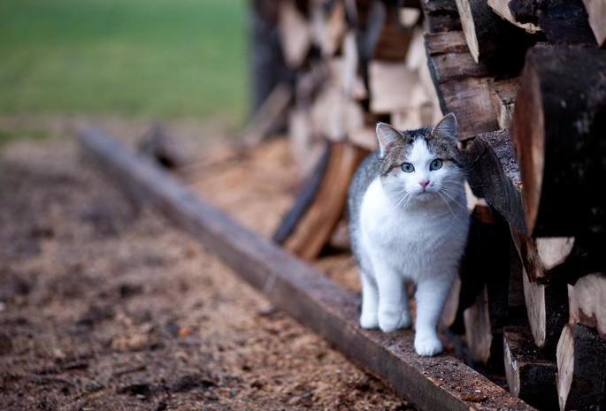 глаза, Кошка, брёвна, размытость