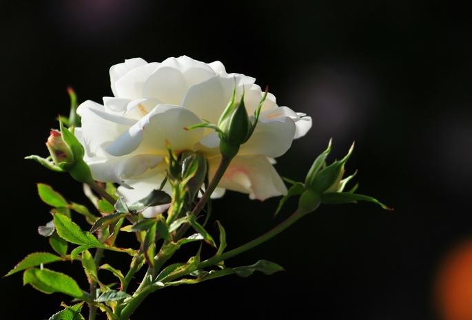 цветок, роза, фото, Утро