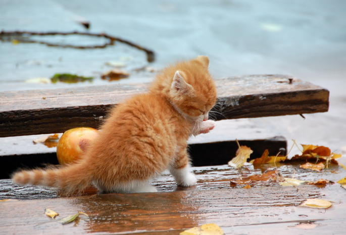 Кошка, осень, природа