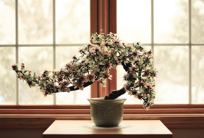окно, Карликовое деревце, relax, цветок