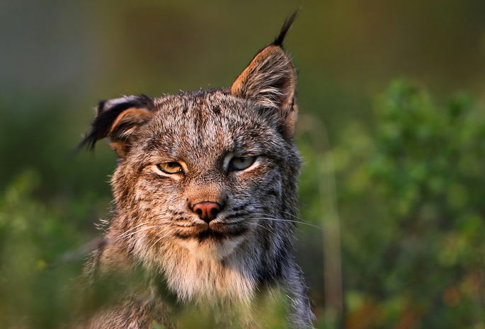felis lynx, Рысь, хищник