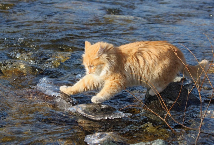 рыжий, вода, камни, Кот, бесстрашный, исследователь