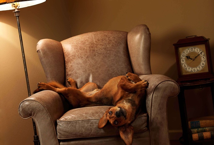Собака, часы, кресло