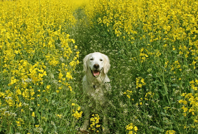 поле, лето, рапс, Собака