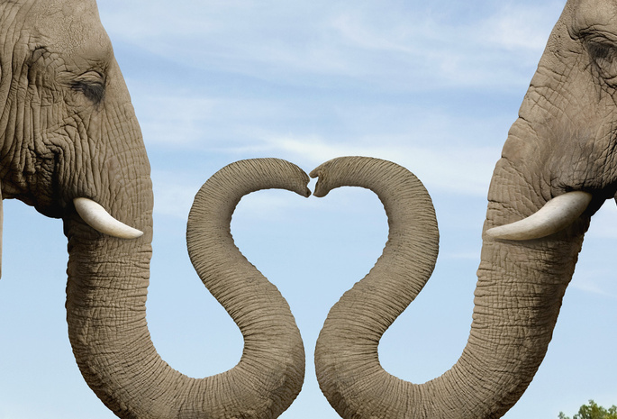 слониха, сердце, Слон, хобот