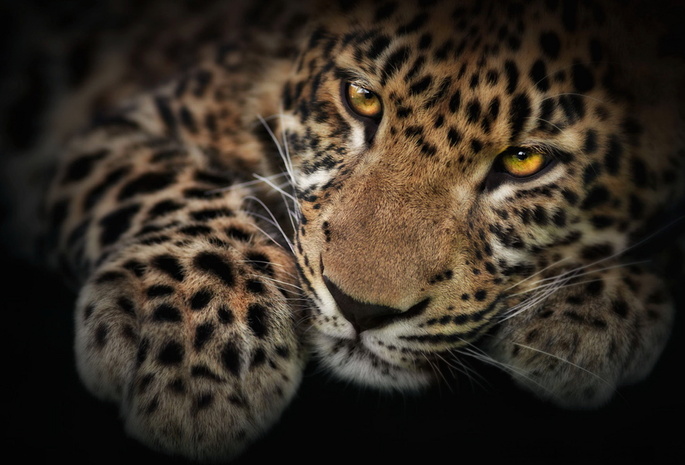 Леопард, panthera pardus, мордочка, пятнистый, лапа, котёнок