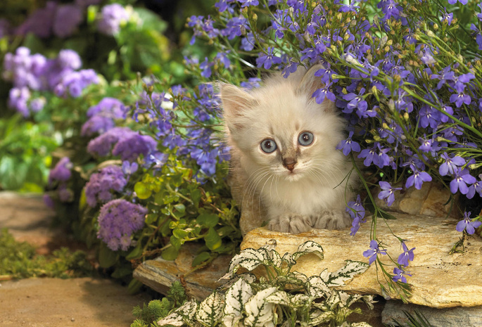 Котенок, камни, котэ, кот, цветы, кошка, сиреневые