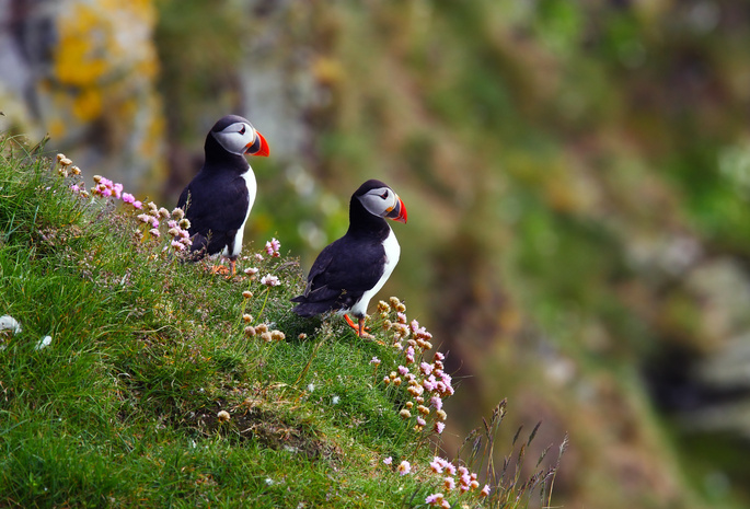 fratercula arctica, Птицы, атлантический тупик, puffin