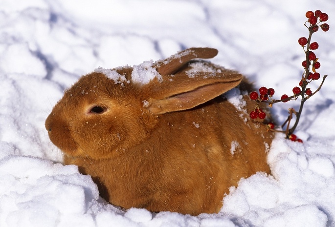 Зима, снег, ягоды, рыжий, кролик, заяц