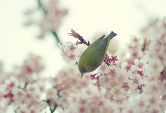 цветение вишни, Птица, весна, цветы