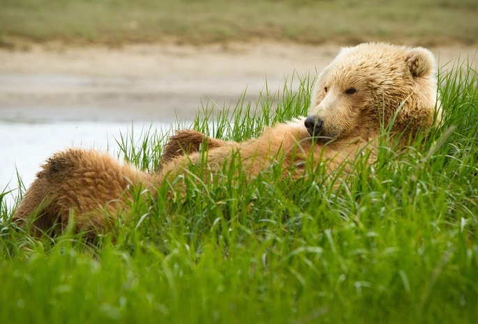 трава, гризли, Медведь