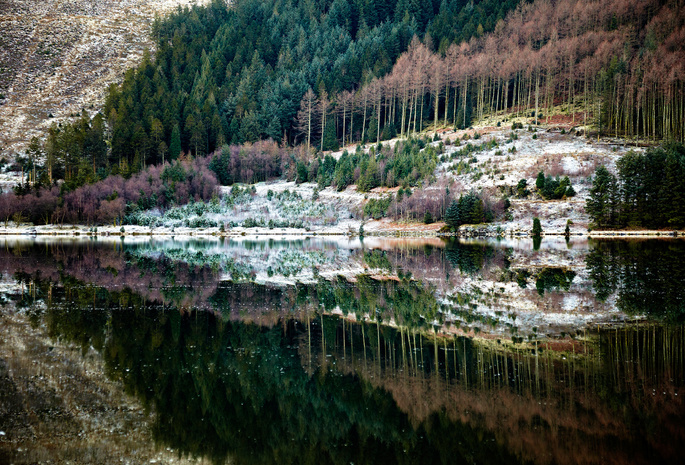 река, лес, отражение, Природа