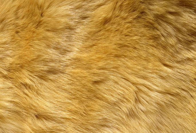Текстура, мех, фон на рабочий, animal texture