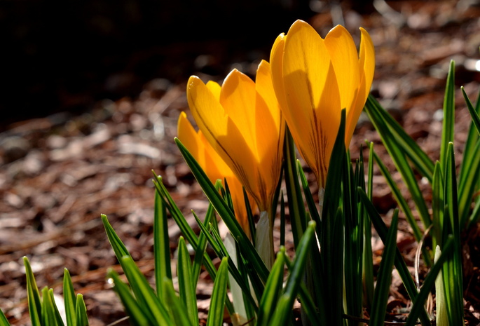 желтые, лепестки, весна, spring, yellow, petals, Crocuses, крокусы