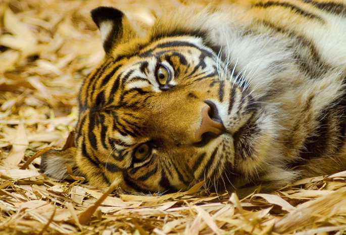 Тигр, смотрит, взгляд, усы, лежит, морда