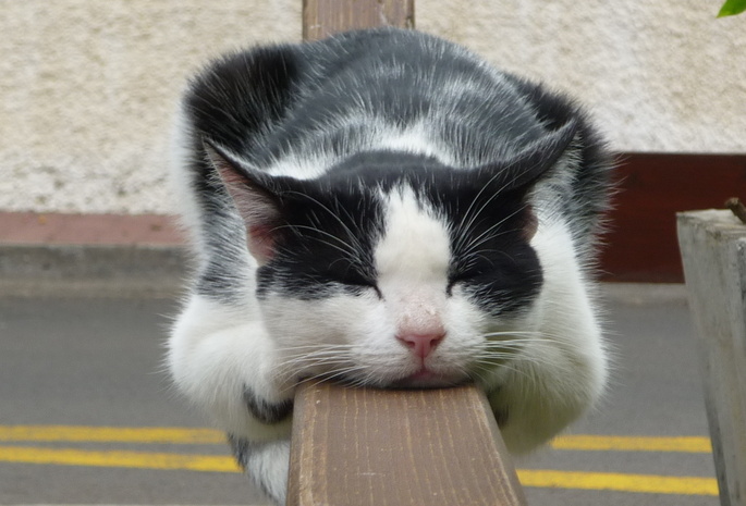 Кот, отдых, сон, забор