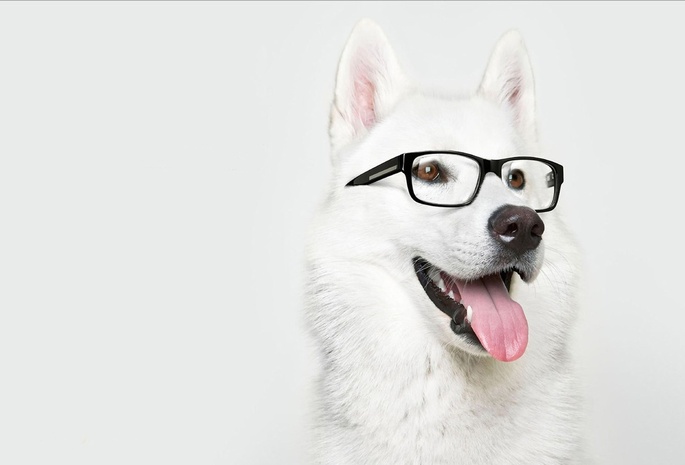 собака, очки, Лайка