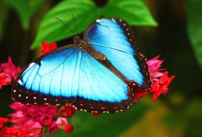 морфо, morpho, сидит на цветке, Голубая бабочка, обои