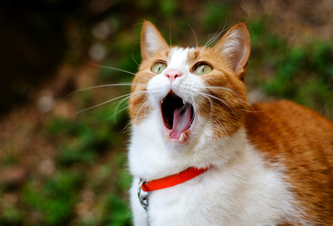 yawns, Кот, ginger, cat, рыжий, зевает